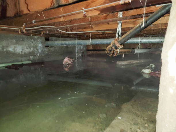 Best Carpet water damage restoration  in Winsted, CT